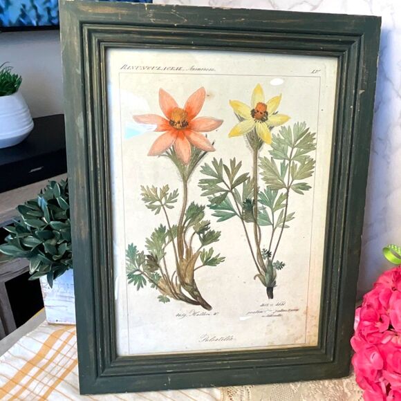 None Other - Antique botanical illustration Pulsatilla plant Pasque flower